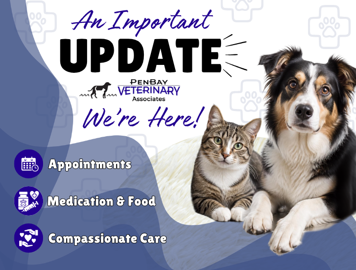 An Important Update About Our Veterinary Team