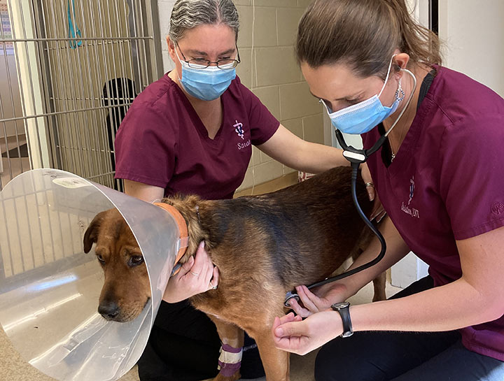 Soft Tissue Surgery Veterinary Surgeons